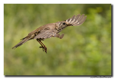 Grote Lijster - Mistle Thrush