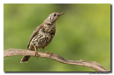 Grote Lijster - Mistle Thrush