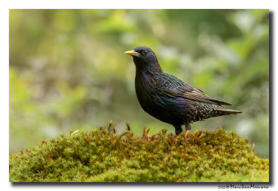 Spreeuw - Starling