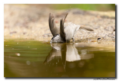 Zwartkop - Blackcap