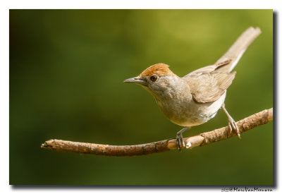 Zwartkop - Blackcap