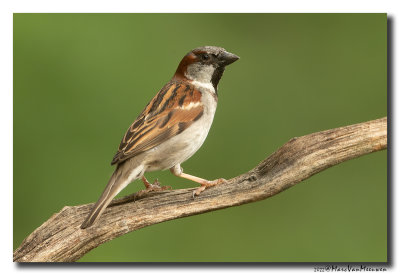Huismus - House Sparrow