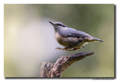 Boomklever - Nuthatch