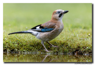 Gaai - Jay