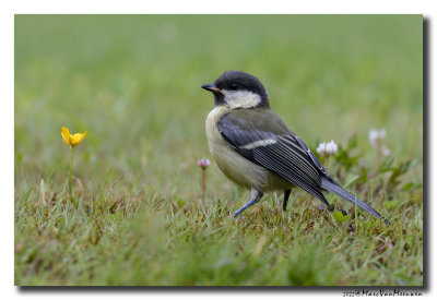 Koolmees - Great Tit