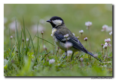 Koolmees - Great Tit