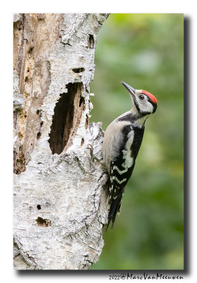 Grote Bonte Specht - Great Spotted Woodpecker