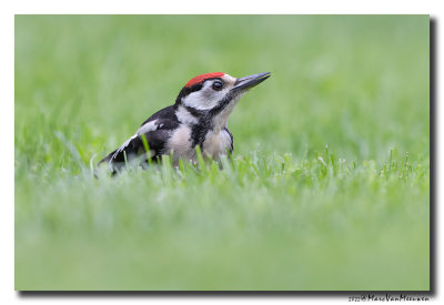 Grote Bonte Specht - Great Spotted Woodpecker