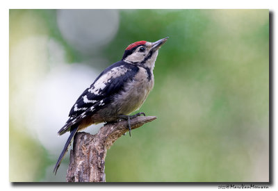 Grote Bonte Specht - Great Spotted Woodpecker