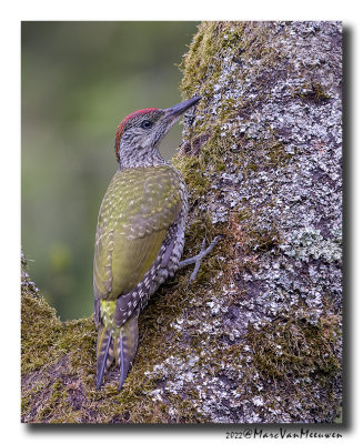 Groene Specht - Green Woodpecker