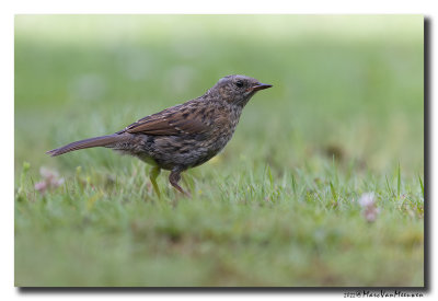 Heggenmus - Dunnock