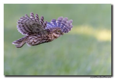 Steenuil - Little Owl