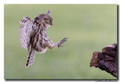 Steenuil - Little Owl