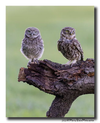 Steenuil - Little Owl
