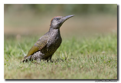 Groene Specht - Green Woodpecker