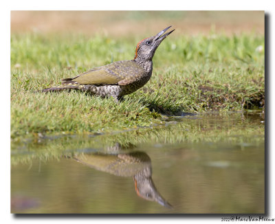 Groene Specht - Green Woodpecker