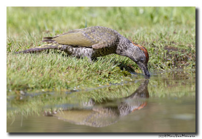 Groene Specht - Green Woodpecker