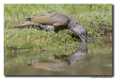 Groene Specht - Green Woodpecker