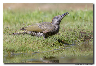 Groene Specht - Green Woodpecker