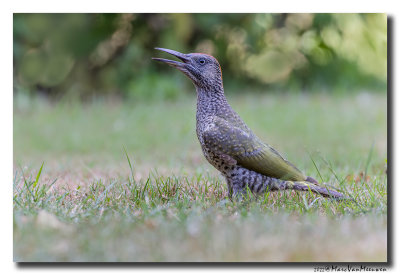 Groene Specht - Green Woodpecker