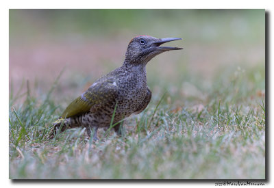 Groene Specht - Green Woodpecker