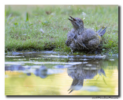 Groene Specht - Green Woodpecker