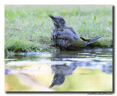 Groene Specht - Green Woodpecker