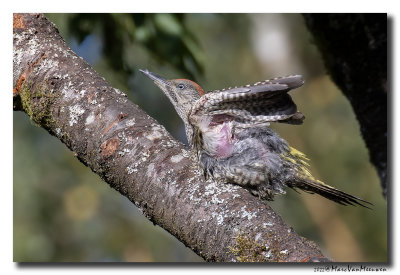 Groene Specht - Green Woodpecker