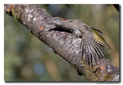 Groene Specht - Green Woodpecker