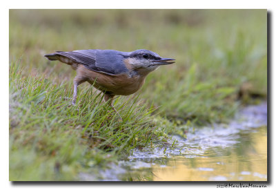 Boomklever - Nuthatch 