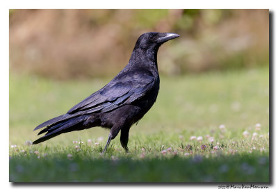 Zwarte Kraai - Carrion Crow