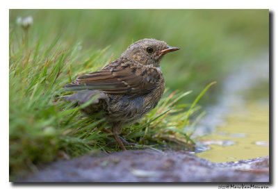 Heggenmus - Dunnock