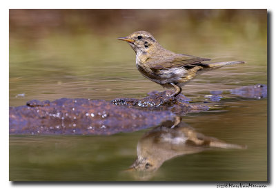 Tjiftjaf - Common Chiffchaff