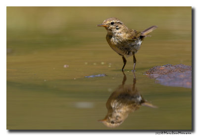 Tjiftjaf - Common Chiffchaff
