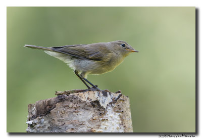 Tjiftjaf - Common Chiffchaff