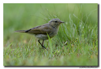 Tjiftjaf - Common Chiffchaff
