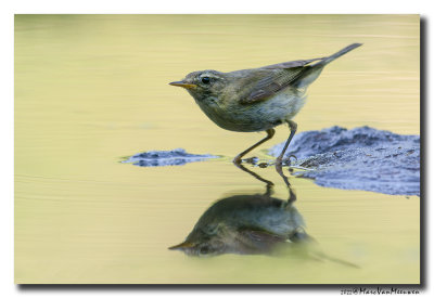 Tjiftjaf - Common Chiffchaff