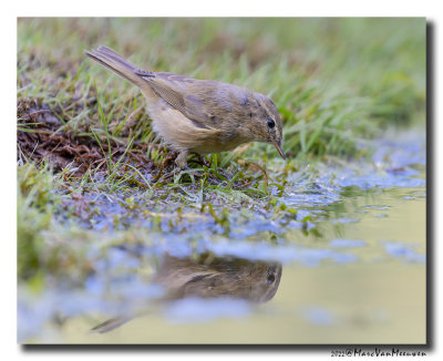 Tjiftjaf - Common Chiffchaff