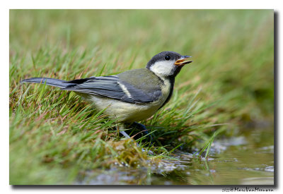 Koolmees - Great Tit
