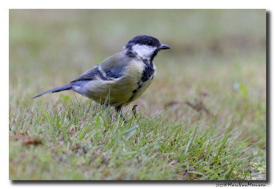 Koolmees - Great Tit