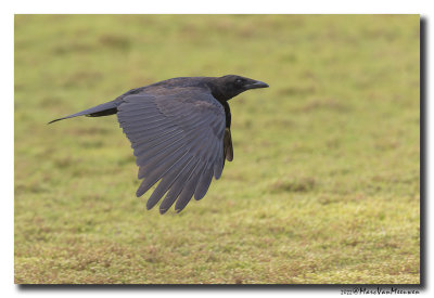 Zwarte Kraai - Carrion Crow
