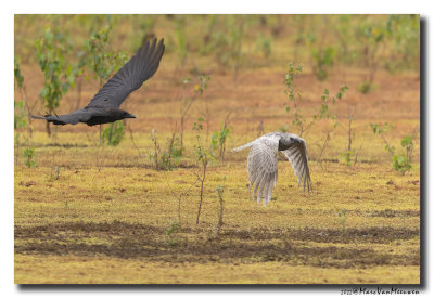 Zwarte Kraai - Carrion Crow