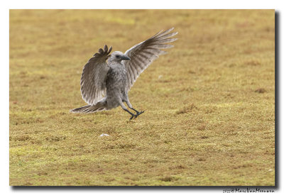 Zwarte Kraai - Carrion Crow