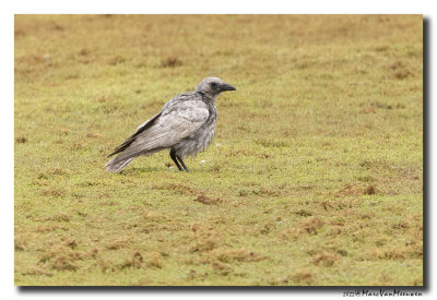 Zwarte Kraai - Carrion Crow