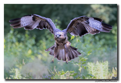 Buizerd - Buzzard
