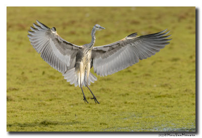 Blauwe Reiger - Grey Heron