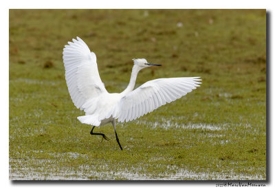 Kleine Zilverreiger - Little Egret