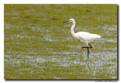 Kleine Zilverreiger - Little Egret