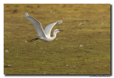 Kleine Zilverreiger - Little Egret