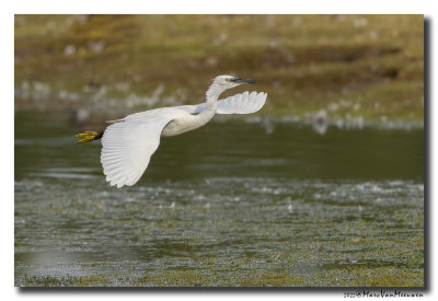 Kleine Zilverreiger - Little Egret